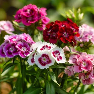 Sweet William Seeds Mix - Dianthus barbatus Flower Seeds - 250 Seeds - Image 2