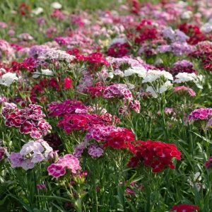 Sweet William Seeds Mix - Dianthus barbatus Flower Seeds - 250 Seeds - Image 3