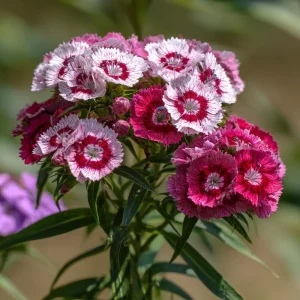 Sweet William Seeds Mix - Dianthus barbatus Flower Seeds - 250 Seeds - Image 4