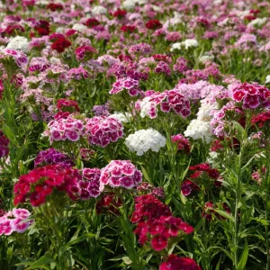 Sweet William Seeds Mix - Dianthus barbatus Flower Seeds - 250 Seeds - Image 5