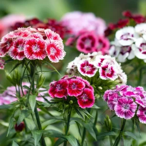 Sweet William Seeds Mix - Dianthus barbatus Flower Seeds - 250 Seeds - Image 6