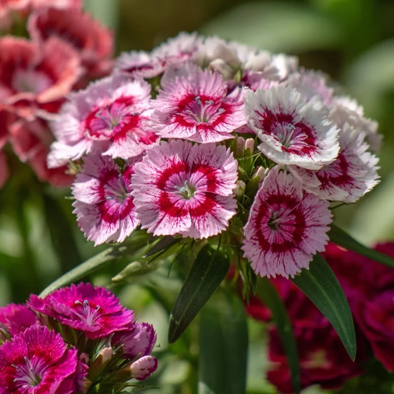 Sweet William Seeds Mix - Dianthus barbatus Flower Seeds - 250 Seeds - Image 7