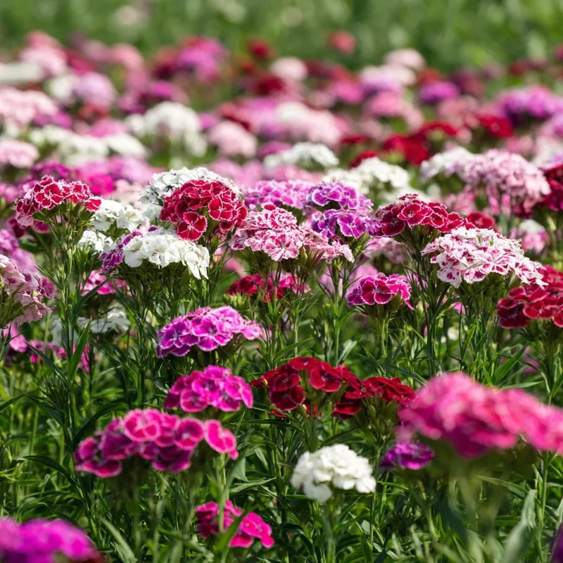 Sweet William Seeds Mix - Dianthus barbatus Flower Seeds - 250 Seeds - Image 1