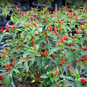 Tabasco Pepper Live Plant - 2 Plants, 4" Tall, 4" Pot, Outdoor Chili - Image 2