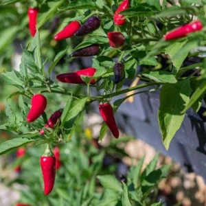 Tabasco Pepper Live Plant - 2 Plants, 4