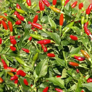 Tabasco Pepper Live Plant - 2 Plants, 4