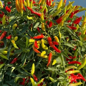 Tabasco Pepper Live Plant - 2 Plants, 4