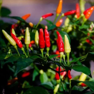 Tabasco Pepper Live Plant - 2 Plants, 4
