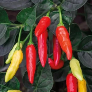 Tabasco Pepper Live Plant - 2 Plants, 4