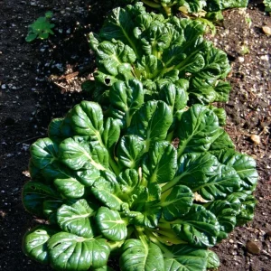 Tatsoi Rosette Pak Choi Cabbage Seeds - 100 Count, Tender Asian Green, Fast Growing - Image 1