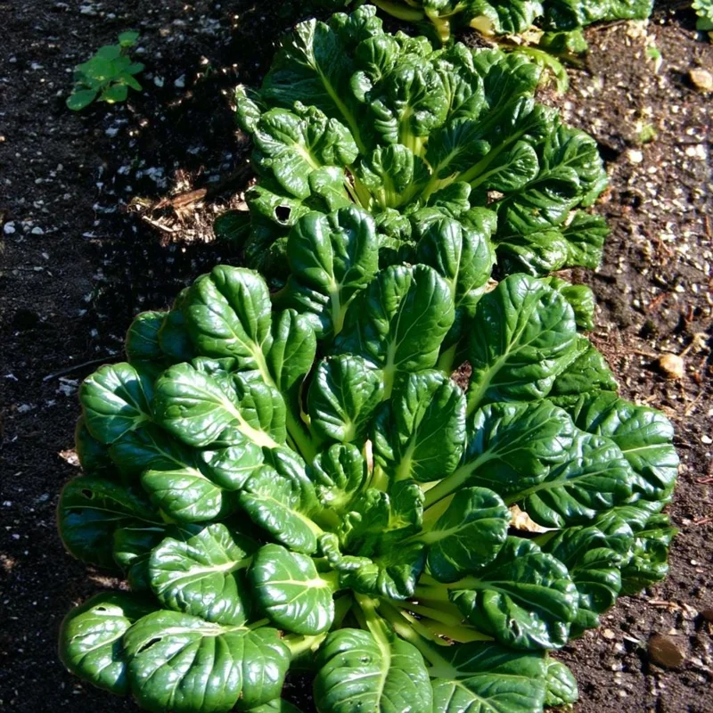 Tatsoi Rosette Pak Choi Cabbage Seeds - 100 Count, Tender Asian Green, Fast Growing - Image 1
