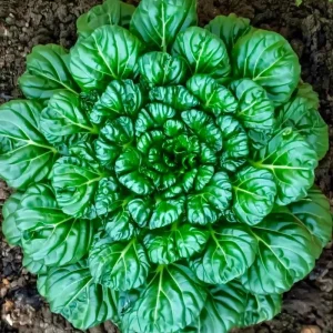 Tatsoi Rosette Pak Choi Cabbage Seeds - 100 Count, Tender Asian Green, Fast Growing - Image 2