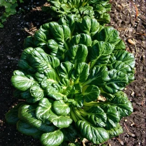 Tatsoi Rosette Pak Choi Cabbage Seeds - 100 Count, Tender Asian Green, Fast Growing - Image 3