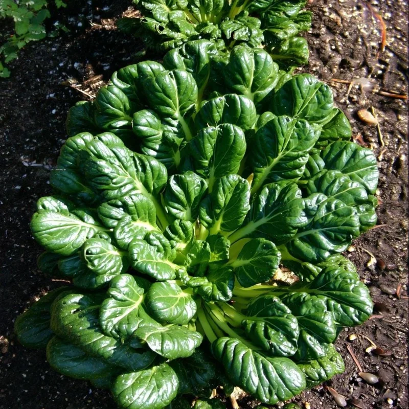 Tatsoi Rosette Pak Choi Cabbage Seeds - 100 Count, Tender Asian Green, Fast Growing - Image 3