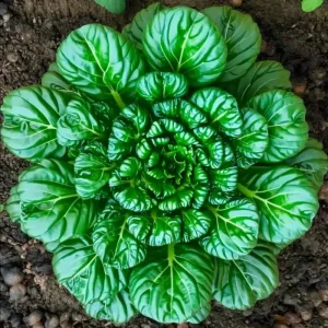 Tatsoi Rosette Pak Choi Cabbage Seeds - 100 Count, Tender Asian Green, Fast Growing - Image 4