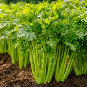 Tendercrisp Celery Seeds - 300 Heirloom Vegetable Seeds for Home Gardens - Image 3