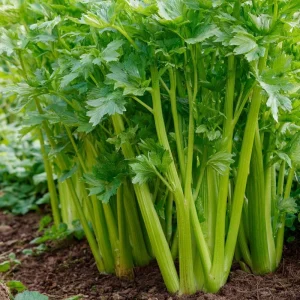 Tendercrisp Celery Seeds - 300 Heirloom Vegetable Seeds for Home Gardens - Image 4