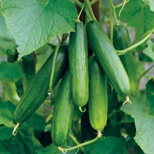 Tendergreen Burpless Cucumber Seeds - 50 Count - Crisp, Mild, Easy to Digest - Image 2