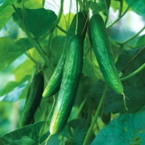 Tendergreen Burpless Cucumber Seeds - 50 Count - Crisp, Mild, Easy to Digest - Image 4