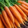 Tendersweet Carrot Seeds – 150 Count – Heirloom, Coreless, Extra Sweet Roots for Outdoor Gardens - Image 1