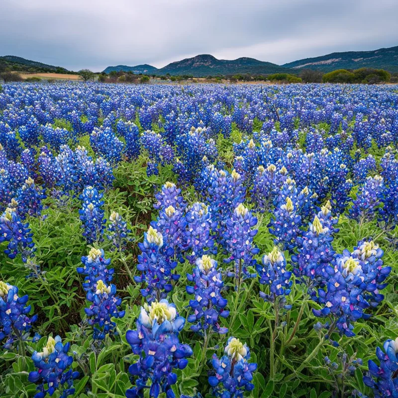 Texas Bluebonnet Seeds - 50 Lupinus texensis Wildflower Seeds for Outdoor Gardens - Image 2