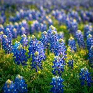 Texas Bluebonnet Seeds - 50 Lupinus texensis Wildflower Seeds for Outdoor Gardens - Image 3