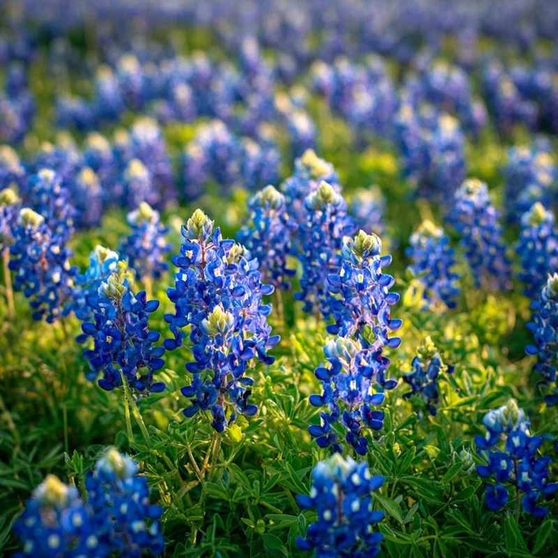 Texas Bluebonnet Seeds - 50 Lupinus texensis Wildflower Seeds for Outdoor Gardens - Image 3