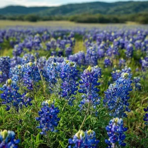 Texas Bluebonnet Seeds - 50 Lupinus texensis Wildflower Seeds for Outdoor Gardens - Image 4