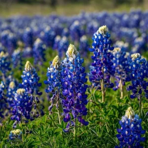 Texas Bluebonnet Seeds - 50 Lupinus texensis Wildflower Seeds for Outdoor Gardens - Image 5