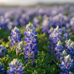 Texas Bluebonnet Seeds - 50 Lupinus texensis Wildflower Seeds for Outdoor Gardens - Image 1