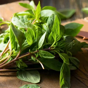 Thai Basil Seeds - 250 Heirloom Aromatic Culinary Herb Seeds for Cooking - Image 1