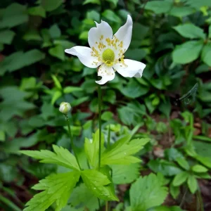 Thimbleweed Seeds - 50 Heirloom Anemone cylindrica Wildflower Seeds for Pollinators - Image 2