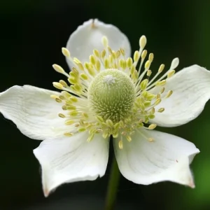 Thimbleweed Seeds - 50 Heirloom Anemone cylindrica Wildflower Seeds for Pollinators - Image 3