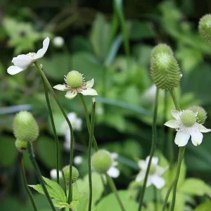 Thimbleweed Seeds - 50 Heirloom Anemone cylindrica Wildflower Seeds for Pollinators - Image 4