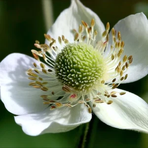 Thimbleweed Seeds - 50 Heirloom Anemone cylindrica Wildflower Seeds for Pollinators - Image 1