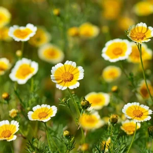 Tidy Tips Wildflower Seeds – 150 Count Layia platyglossa – Yellow & White Annual for Pollinators - Image 2