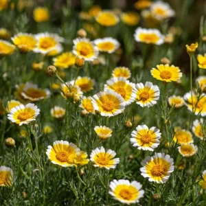 Tidy Tips Wildflower Seeds – 150 Count Layia platyglossa – Yellow & White Annual for Pollinators - Image 3
