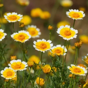 Tidy Tips Wildflower Seeds – 150 Count Layia platyglossa – Yellow & White Annual for Pollinators - Image 1