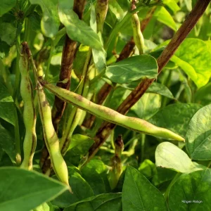 Tiger's Eye Bean Seeds - Heirloom Bush Bean, 25 Seeds, Speckled Pods, Nutty Flavor - Image 2