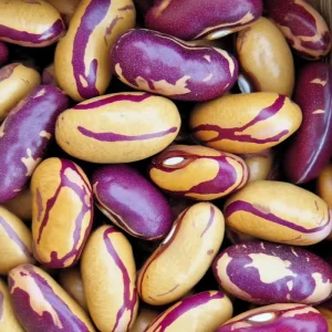 Tiger's Eye Bean Seeds - Heirloom Bush Bean, 25 Seeds, Speckled Pods, Nutty Flavor - Image 3
