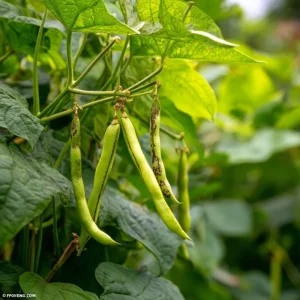Tiger's Eye Bean Seeds - Heirloom Bush Bean, 25 Seeds, Speckled Pods, Nutty Flavor - Image 4