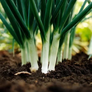 Tokyo Long White Bunching Onion Seeds - 200 Count, Mild Flavor, Heirloom - Image 2