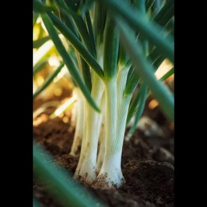 Tokyo Long White Bunching Onion Seeds - 200 Count, Mild Flavor, Heirloom - Image 3