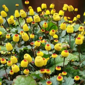 Toothache Plant Seeds - Spilanthes Oleracea Medicinal Herb - 200 Seeds - Image 2