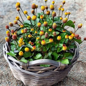Toothache Plant Seeds - Spilanthes Oleracea Medicinal Herb - 200 Seeds - Image 3