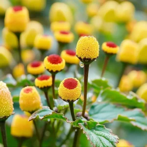 Toothache Plant Seeds - Spilanthes Oleracea Medicinal Herb - 200 Seeds - Image 5