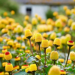 Toothache Plant Seeds - Spilanthes Oleracea Medicinal Herb - 200 Seeds - Image 1