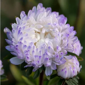 Tower Silver Aster Seeds - 50 Seeds, Peony-Type Frosted White & Lavender Flowers, Outdoor Perennial - Image 1