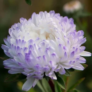 Tower Silver Aster Seeds - 50 Seeds, Peony-Type Frosted White & Lavender Flowers, Outdoor Perennial - Image 2