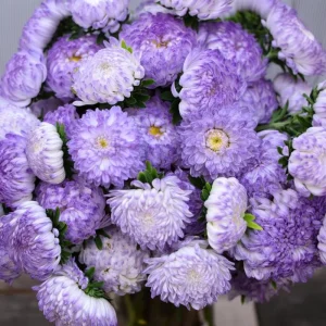Tower Silver Aster Seeds - 50 Seeds, Peony-Type Frosted White & Lavender Flowers, Outdoor Perennial - Image 3